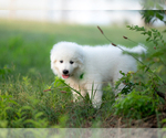 Small #8 Maremma Sheepdog