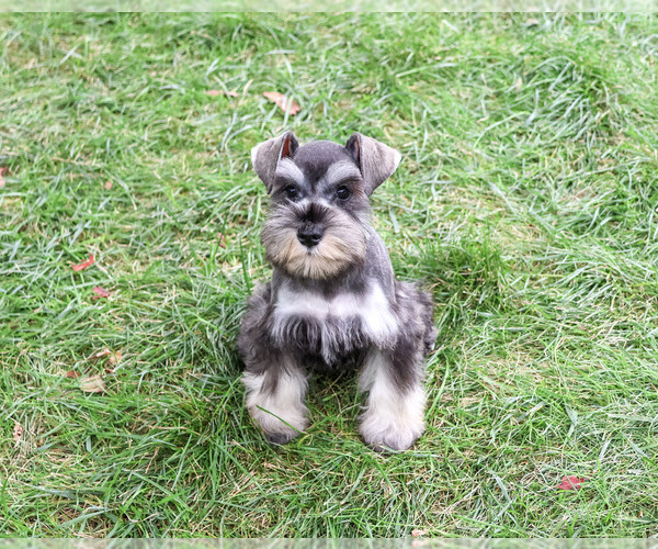 Medium Photo #4 Schnauzer (Miniature) Puppy For Sale in SYRACUSE, IN, USA