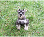 Winter - Female Schnauzer (Miniature) Puppy for Sale - Photo #4
