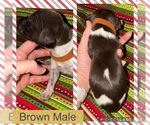 Small Photo #3 German Shorthaired Pointer Puppy For Sale in ELNORA, IN, USA