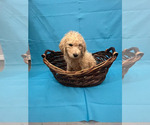 Puppy 1 Double Doodle