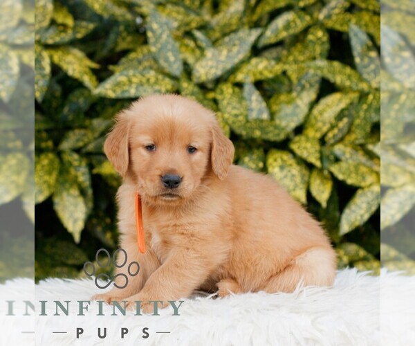 Medium Photo #1 Golden Retriever Puppy For Sale in NEW HOLLAND, PA, USA