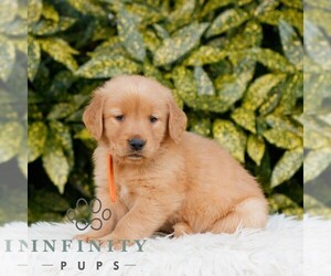 Golden Retriever Puppy for sale in NEW HOLLAND, PA, USA