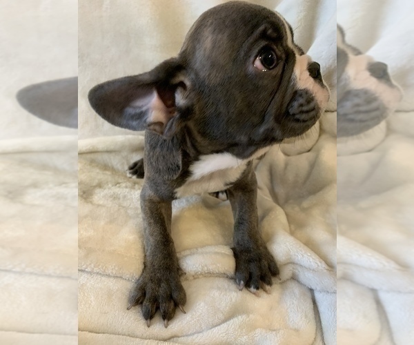 Medium Photo #5 French Bulldog Puppy For Sale in JOHNS ISLAND, SC, USA