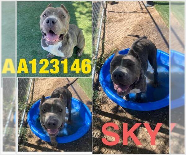 Medium Photo #3 Staffordshire Bull Terrier Puppy For Sale in HESPERIA, CA, USA