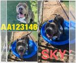 Small Photo #3 Staffordshire Bull Terrier Puppy For Sale in HESPERIA, CA, USA