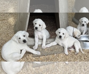 Labrador Retriever Puppy for Sale in ALL HEALING SPRINGS, North Carolina USA