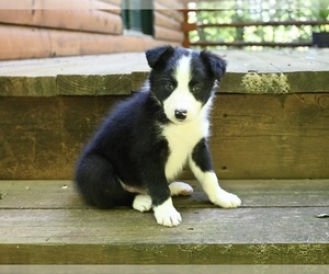Border Collie Puppy for Sale in WARSAW, Ohio USA
