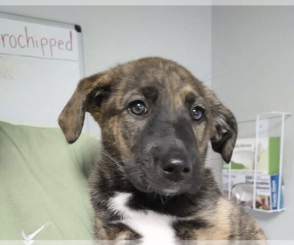 Medium Photo #1 Great Pyrenees-Holland Shepherd Mix Puppy For Sale in Bolivar, MO, USA
