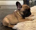 Small Photo #3 French Bulldog Puppy For Sale in OAKDALE, CA, USA