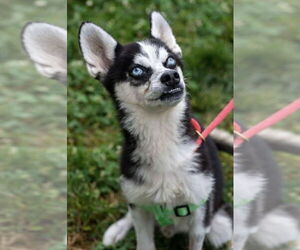 Medium Siberian Husky