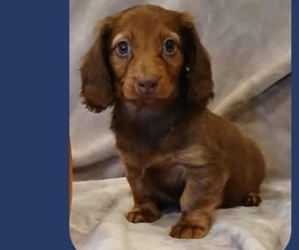 Dachshund Puppy for sale in BURLINGTON, MA, USA