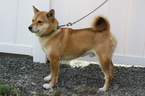 Small Photo #1 Shiba Inu Puppy For Sale in TROUPSBURG, NY, USA