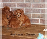 Small #2 Cavapoo