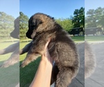 Small Photo #2 German Shepherd Dog Puppy For Sale in ELGIN, SC, USA
