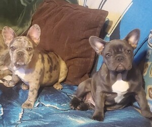 French Bulldog Puppy for sale in DEARBORN HEIGHTS, MI, USA