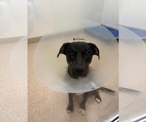 Labrottie Dogs for adoption in Rockaway, NJ, USA