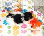 Piper - Female Havashire Puppy for Sale - Photo #9