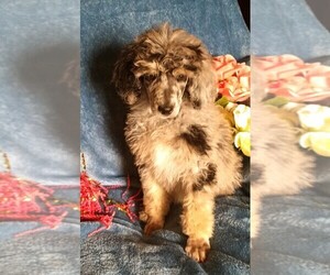 Poodle (Standard) Puppy for sale in TAYLORSVILLE, KY, USA