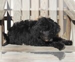Small Photo #4 Aussiedoodle Puppy For Sale in FREDERICKSBURG, OH, USA