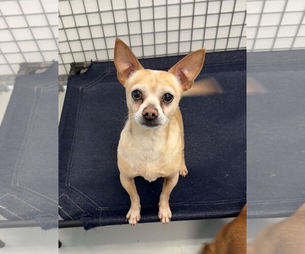 Medium Photo #2 Chihuahua-Unknown Mix Puppy For Sale in Chico, CA, USA