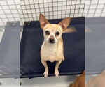 Small #1 Chihuahua Mix