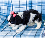 Small Photo #40 Cockalier Puppy For Sale in WAKARUSA, IN, USA