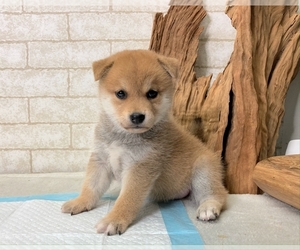 Shiba Inu Puppy for sale in HOFFMAN EST, IL, USA