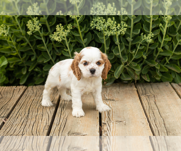 Medium Photo #3 Cocker Spaniel Puppy For Sale in NAPPANEE, IN, USA