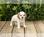 Small Photo #30 Cocker Spaniel Puppy For Sale in NAPPANEE, IN, USA