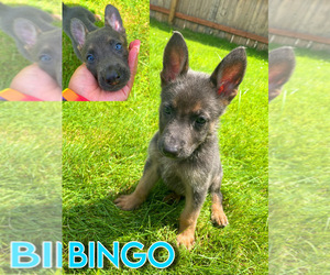 German Shepherd Dog Puppy for sale in NOVI, MI, USA