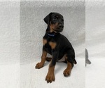Small #13 Doberman Pinscher