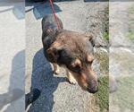 Small German Shepherd Dog Mix