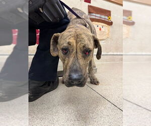 Mutt Dogs for adoption in Riverside, CA, USA