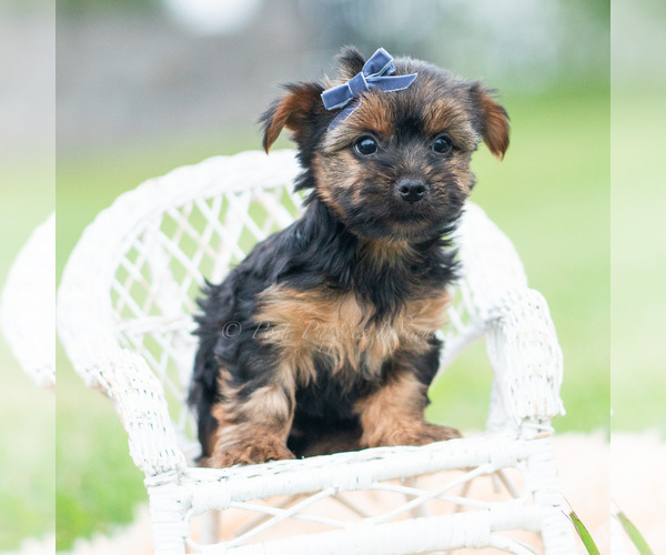 Medium Photo #9 Yorkshire Terrier Puppy For Sale in WARSAW, IN, USA