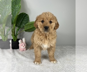 Golden Retriever Puppy for sale in FRANKLIN, IN, USA