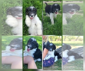 Bordoodle Puppy for sale in SCOTTSBLUFF, NE, USA