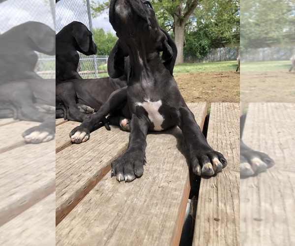 Medium Photo #9 Great Dane Puppy For Sale in CALDWELL, ID, USA