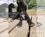 Small Photo #9 Great Dane Puppy For Sale in CALDWELL, ID, USA