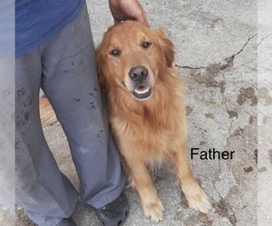 Father of the Golden Retriever puppies born on 06/10/2021