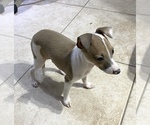 Small Photo #12 Italian Greyhound Puppy For Sale in BROOKLYN, NY, USA