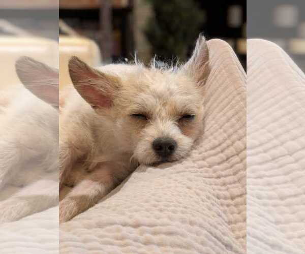 Medium Photo #5 Mutt Puppy For Sale in Arlington, VA, USA