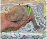 Small Photo #37 Weimaraner Puppy For Sale in LAS ANIMAS, CO, USA