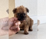 Small #2 Brussels Griffon