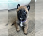 Puppy Puppy 2 Malinois