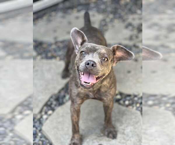 Medium Photo #1 Bulldog-Chihuahua Mix Puppy For Sale in Dana Point, CA, USA