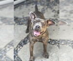Small Bulldog-Chihuahua Mix