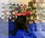 Small Photo #14 Goldendoodle Puppy For Sale in DYERSBURG, TN, USA