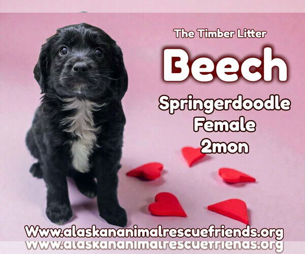 Medium Photo #5 Poodle (Miniature)-Unknown Mix Puppy For Sale in Anchorage, AK, USA