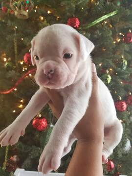 Medium Photo #10 Boxer Puppy For Sale in OAKLAND, CA, USA